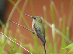 Selasphorus calliope