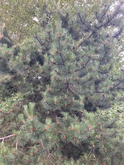 Pinus contorta