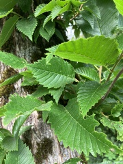 Ulmus americana