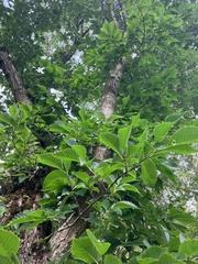 Ulmus americana