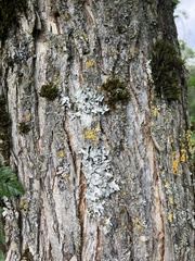 Ulmus americana
