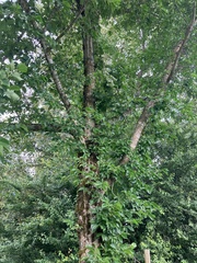 Ulmus americana