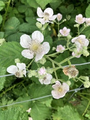 Rubus bifrons
