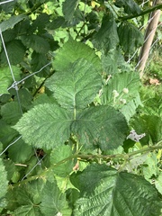 Rubus bifrons