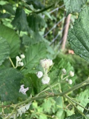Rubus bifrons