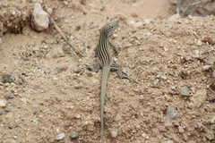Aspidoscelis neomexicanus