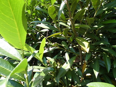 Laurus