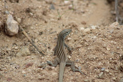 Aspidoscelis neomexicanus