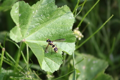 Xanthogramma marginale