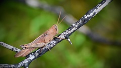 Schistocerca rubiginosa