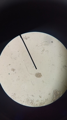 Ancylostoma