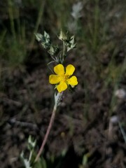 Potentilla effusa