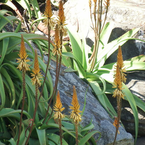 Image of Aloe vanbalenii by (c) Margaret Burger, some rights reserved (CC BY-SA)