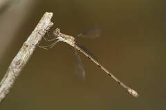 Lestes paulistus