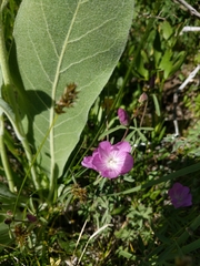 Sidalcea glaucescens