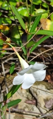 Rhabdadenia