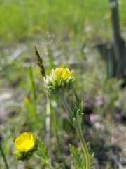 Potentilla bipinnatifida