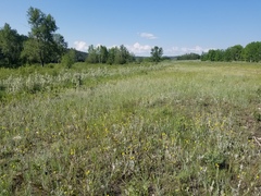Potentilla effusa