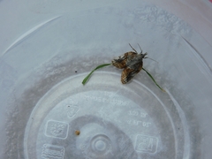 Prochoreutis inflatella