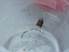 Prochoreutis inflatella