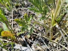 Potentilla bipinnatifida