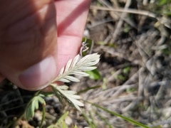 Potentilla bipinnatifida