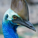 Cassowaries - Photo (c) Peter Nijenhuis, some rights reserved (CC BY-NC-ND)