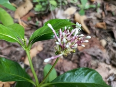 Rauvolfia serpentina