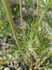 Potentilla bipinnatifida