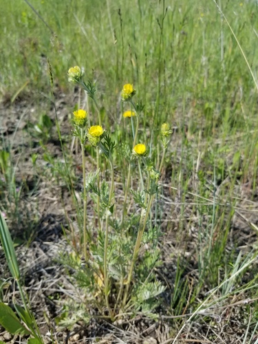 tansy cinquefoil (Potentilla bipinnatifida)