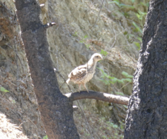 Dendragapus fuliginosus