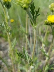 Potentilla bipinnatifida
