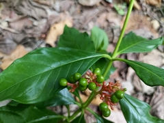 Rauvolfia serpentina