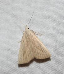 Macrochilo louisiana