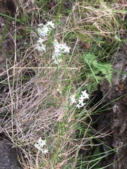 Galium uliginosum