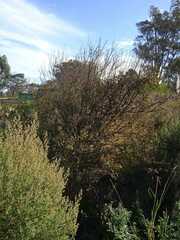 Cephalanthus glabratus