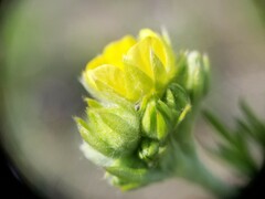 Potentilla bipinnatifida
