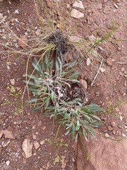 Eriogonum thompsoniae