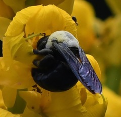 Xylocopa phalothorax