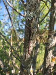 Anax parthenope