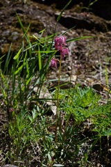 Dicentra formosa formosa