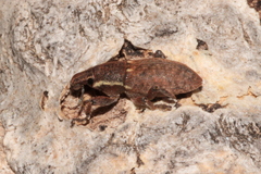 Pseudocleonus grammicus