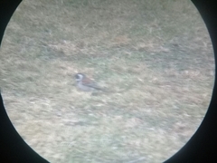 Passer melanurus vicinus