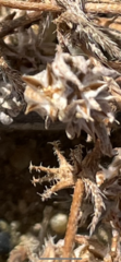 Harpagonella palmeri