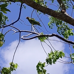 Amazona leucocephala