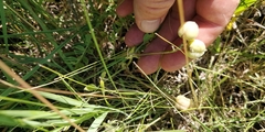 Astragalus plattensis
