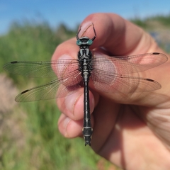 Gomphus vulgatissimus