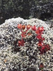 Saxifraga cespitosa