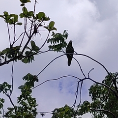 Amazona leucocephala