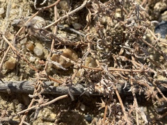 Harpagonella palmeri